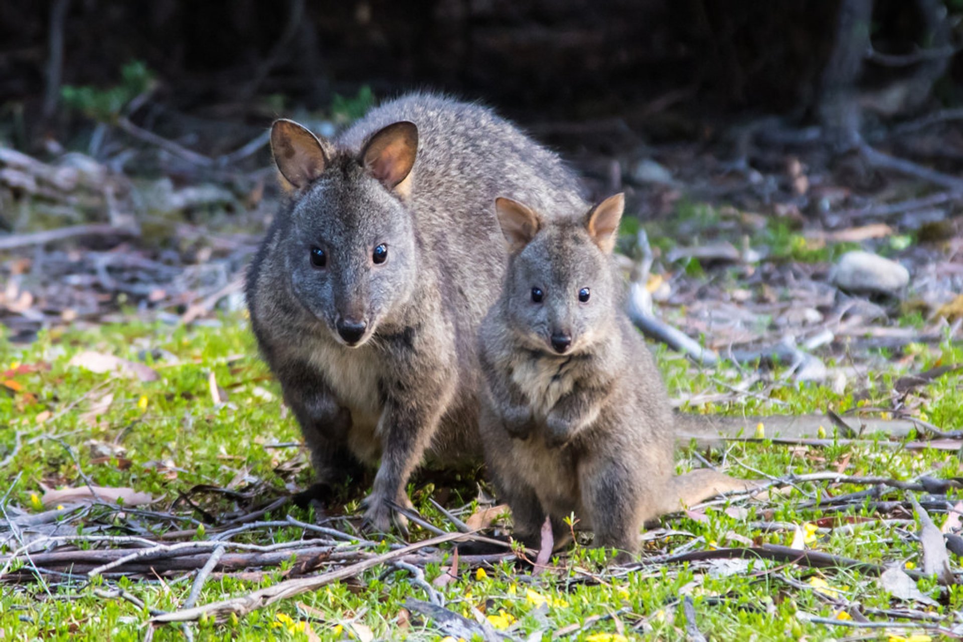 Best Time to See Pademelon in Tasmania 2020 - When to See - Rove.me