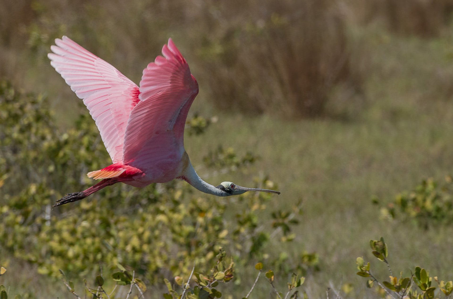 Observação de aves