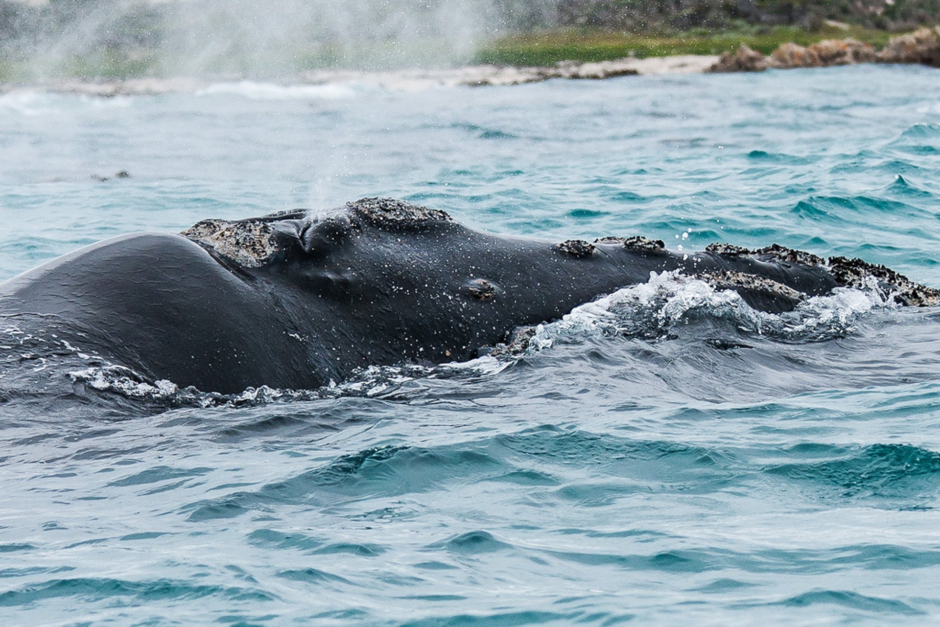 Osservazione delle balene a terra