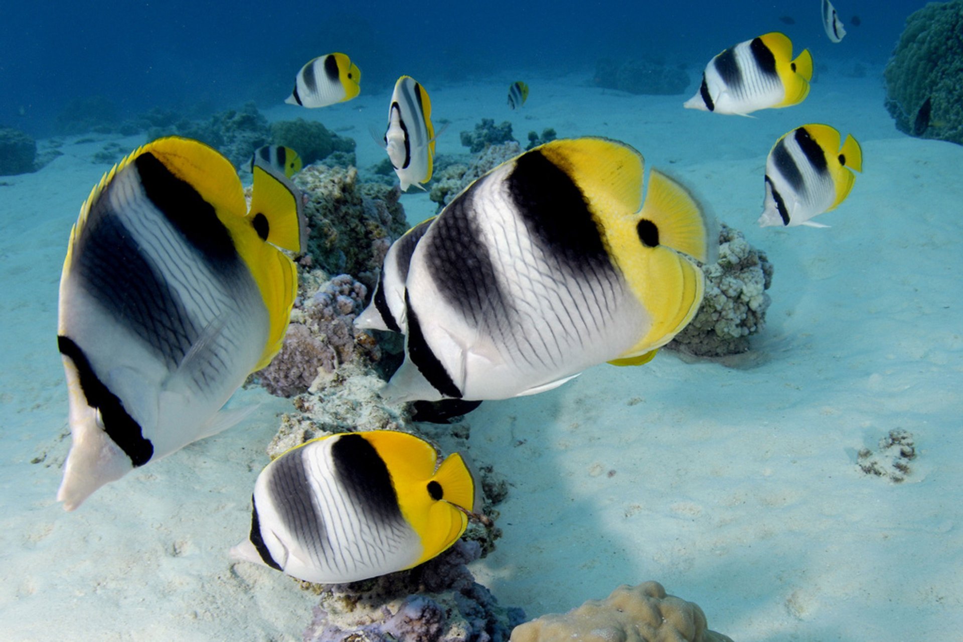 Tauchen und Schnorcheln um Tahiti