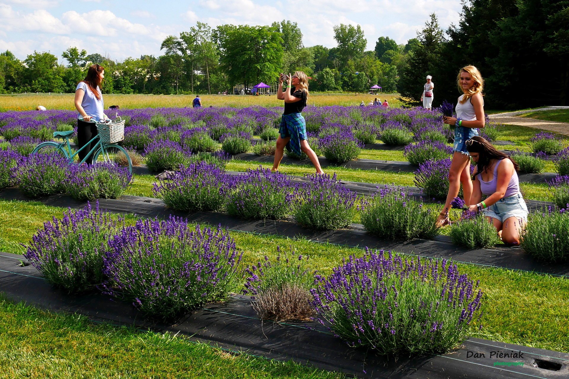 Michigan Lavender Festival 2024 Dates
