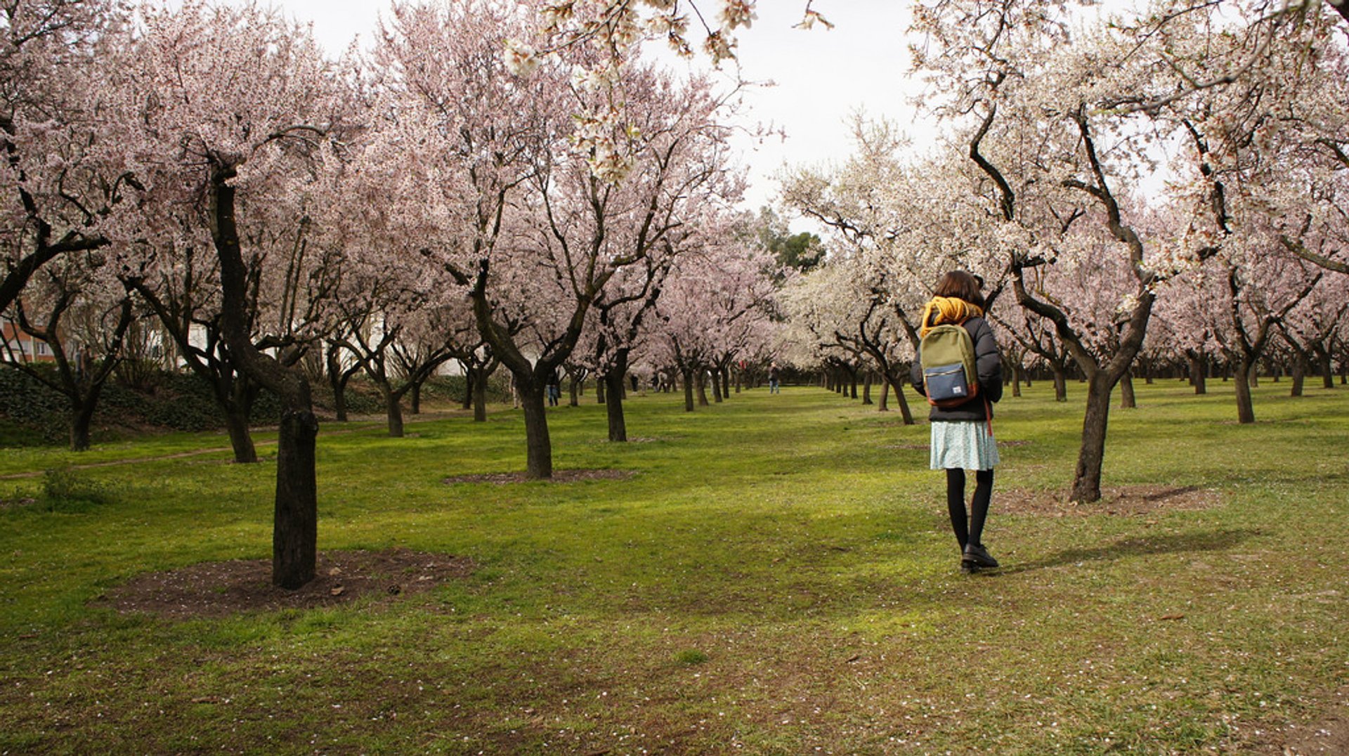 Almond Blossoms in Quinta de Los Molinos