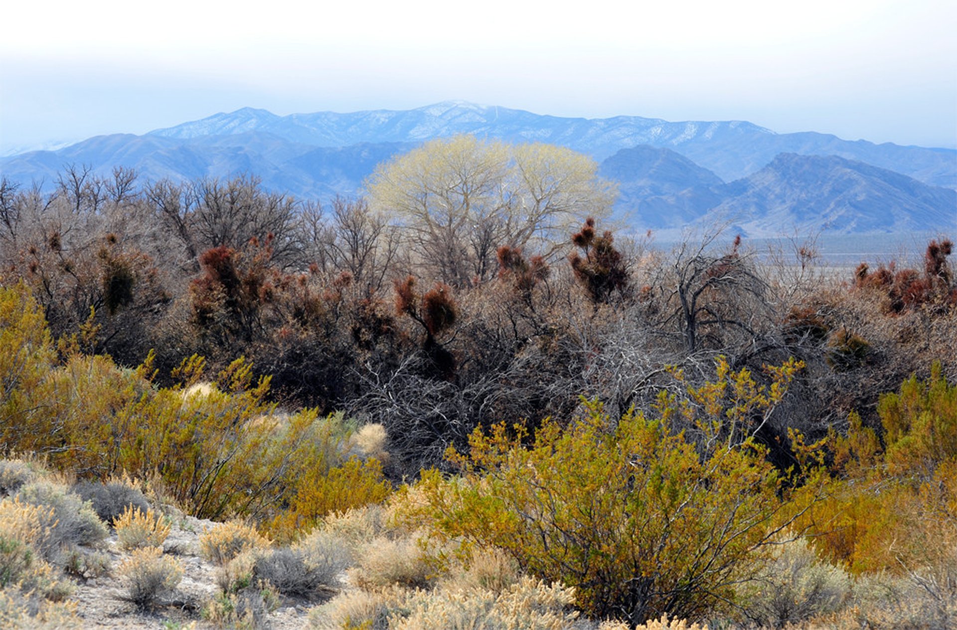 Birdwatching in Corn Creek