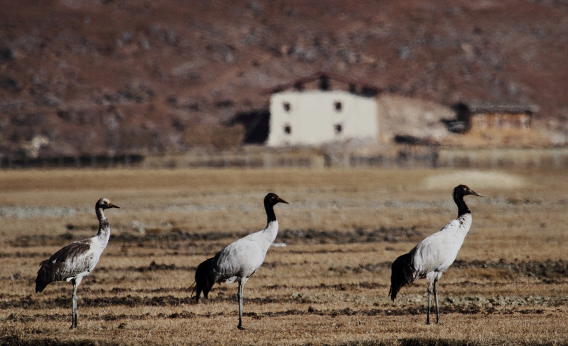 Black-Necked Cranes