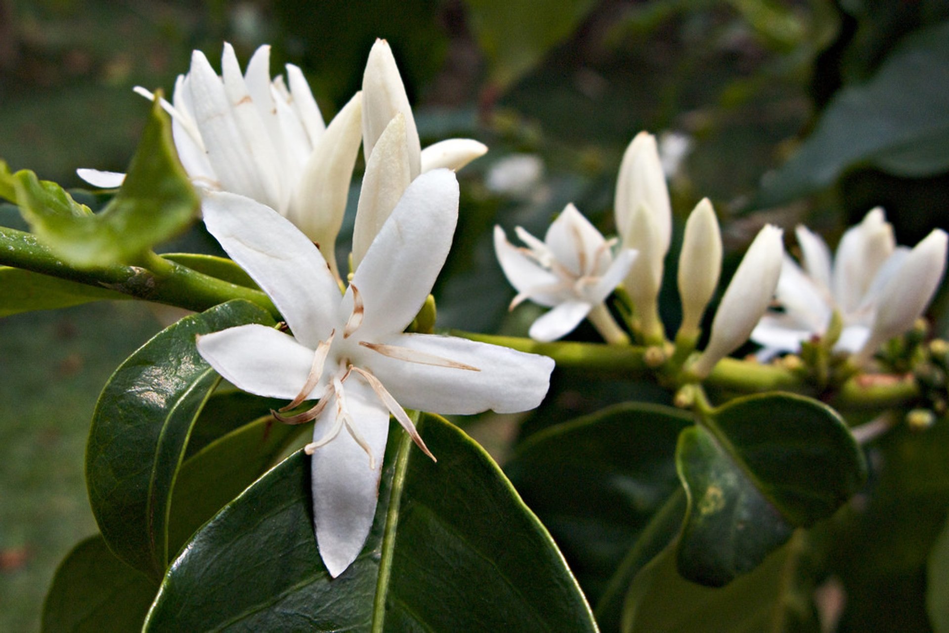 Fiore di caffè Kona o "Kona Snow"