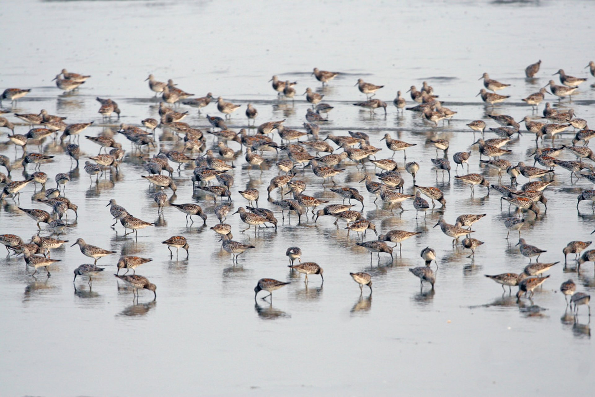 Observación de aves durante las migraciones de primavera y otoño