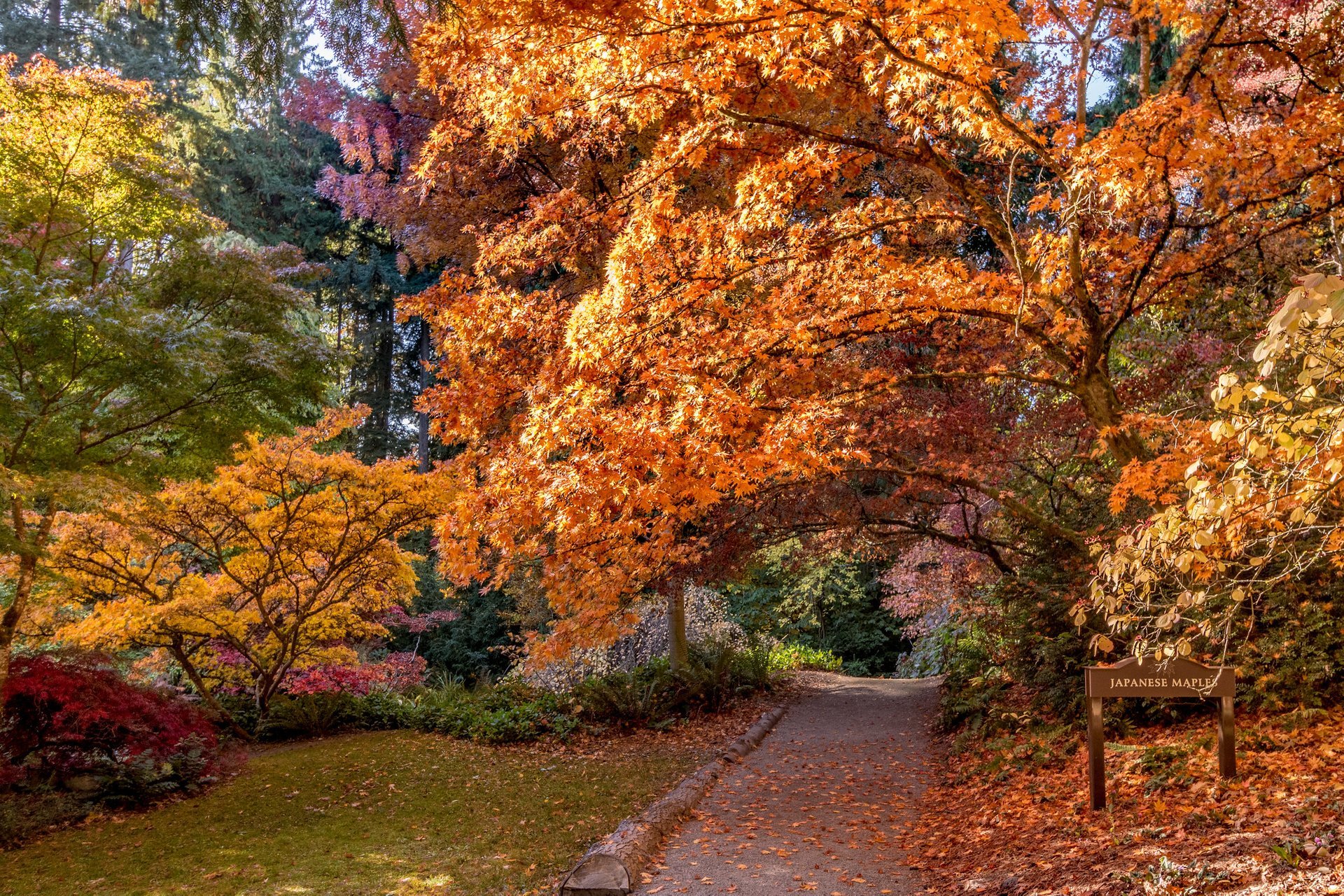 Herbstlaub in Seattle