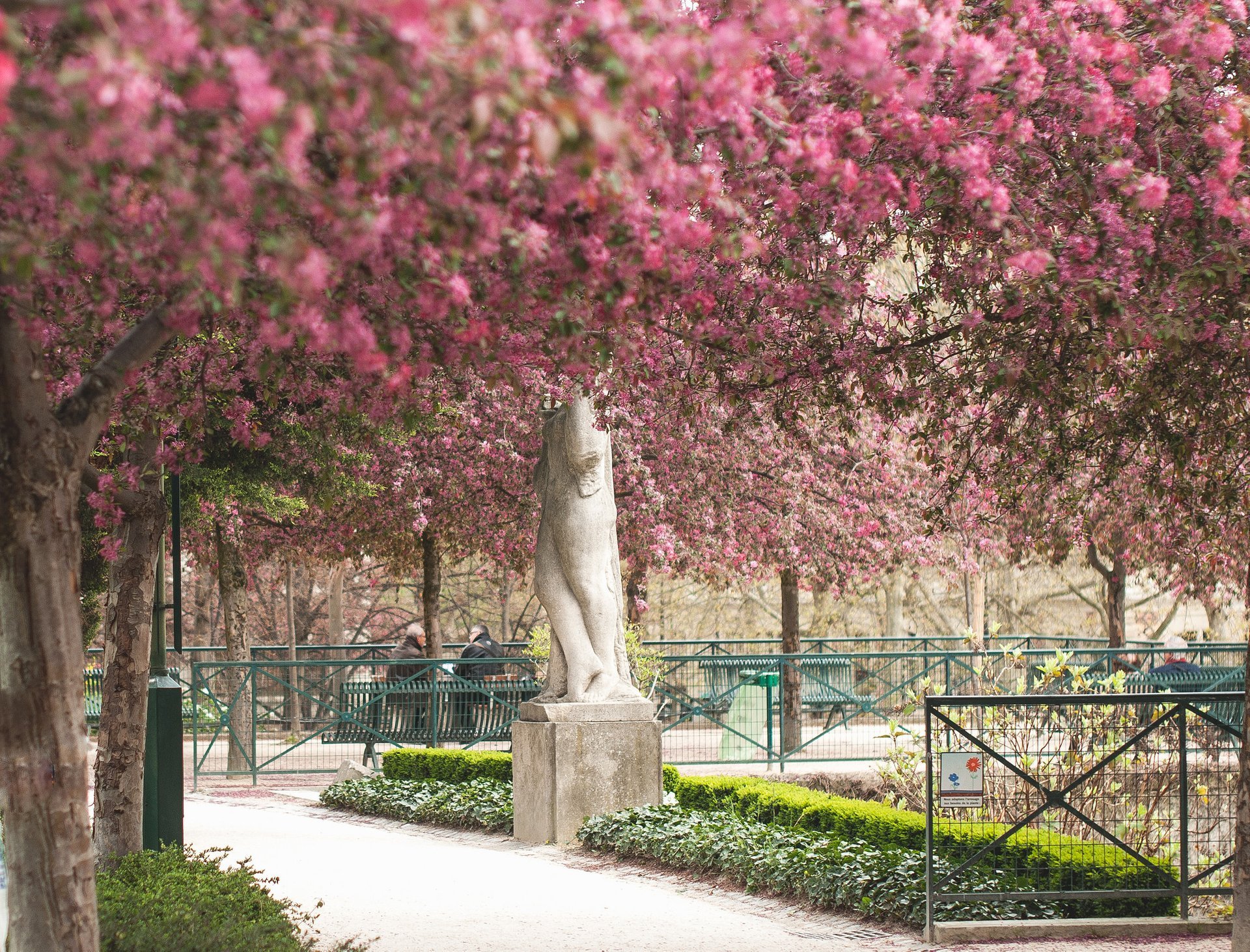 Cerezos en flor en Illinois, 2024