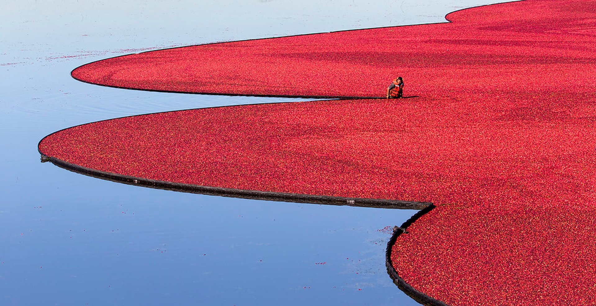 Récolte de canneberges