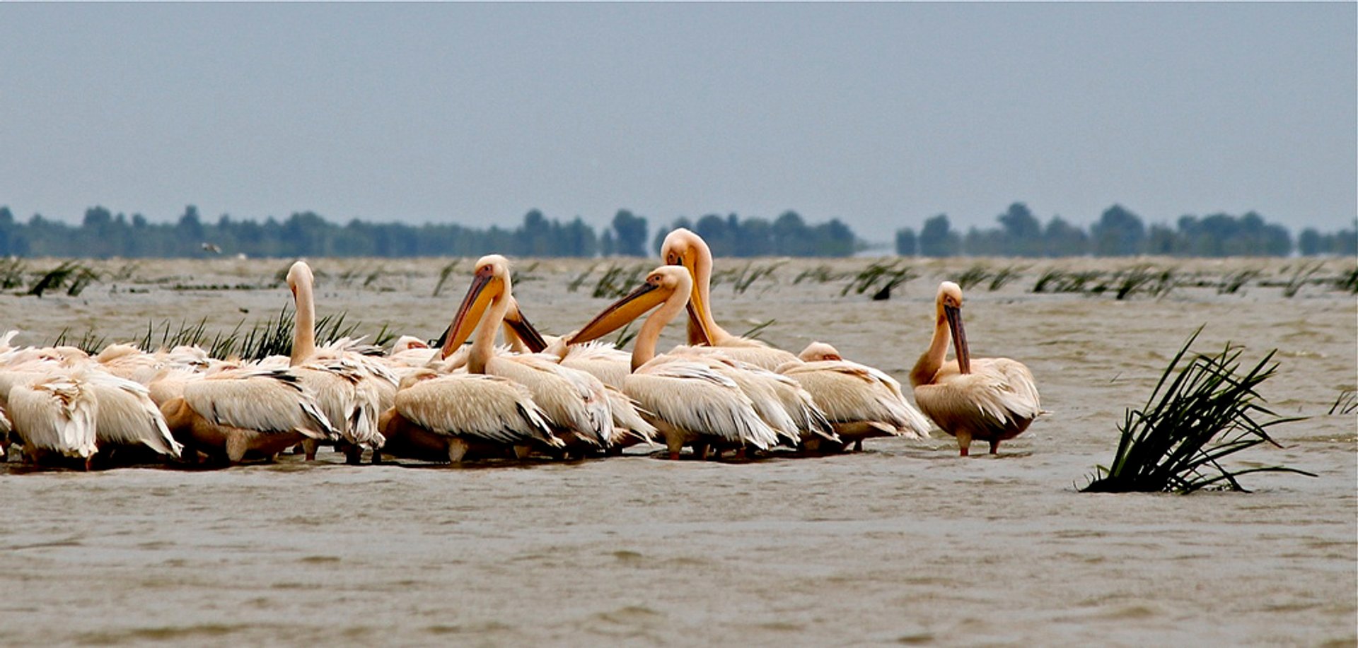 Observação de aves