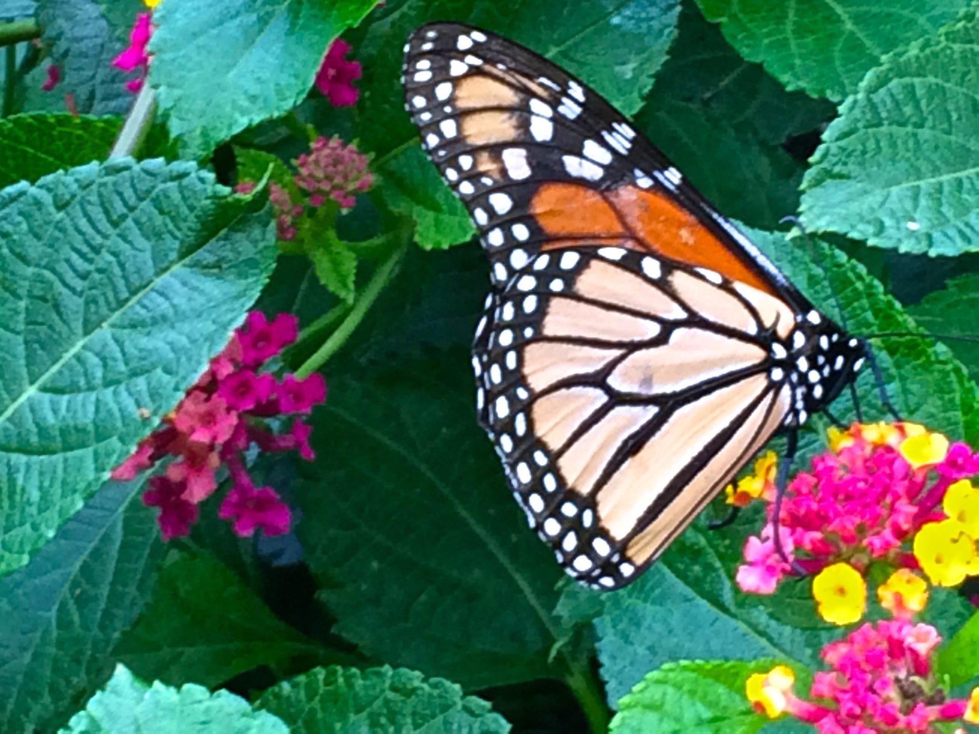 Migration du papillon monarque