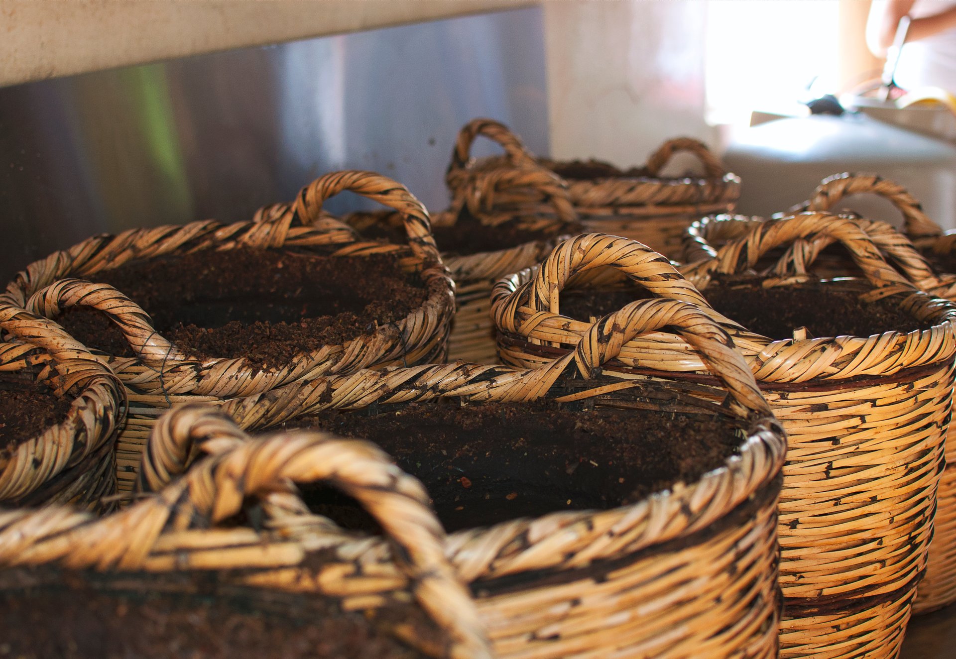 Carob Harvest