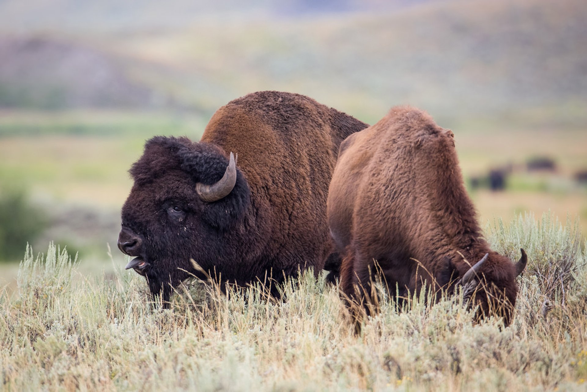 Best Time for Bison Mating Season in Yellowstone National Park 2024