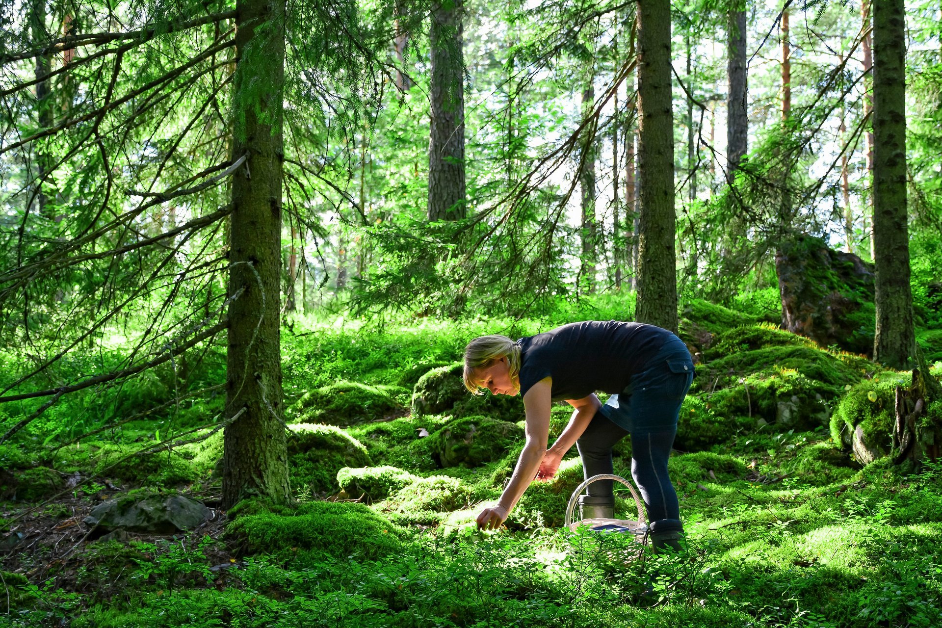 Stagione dei frutti di bosco