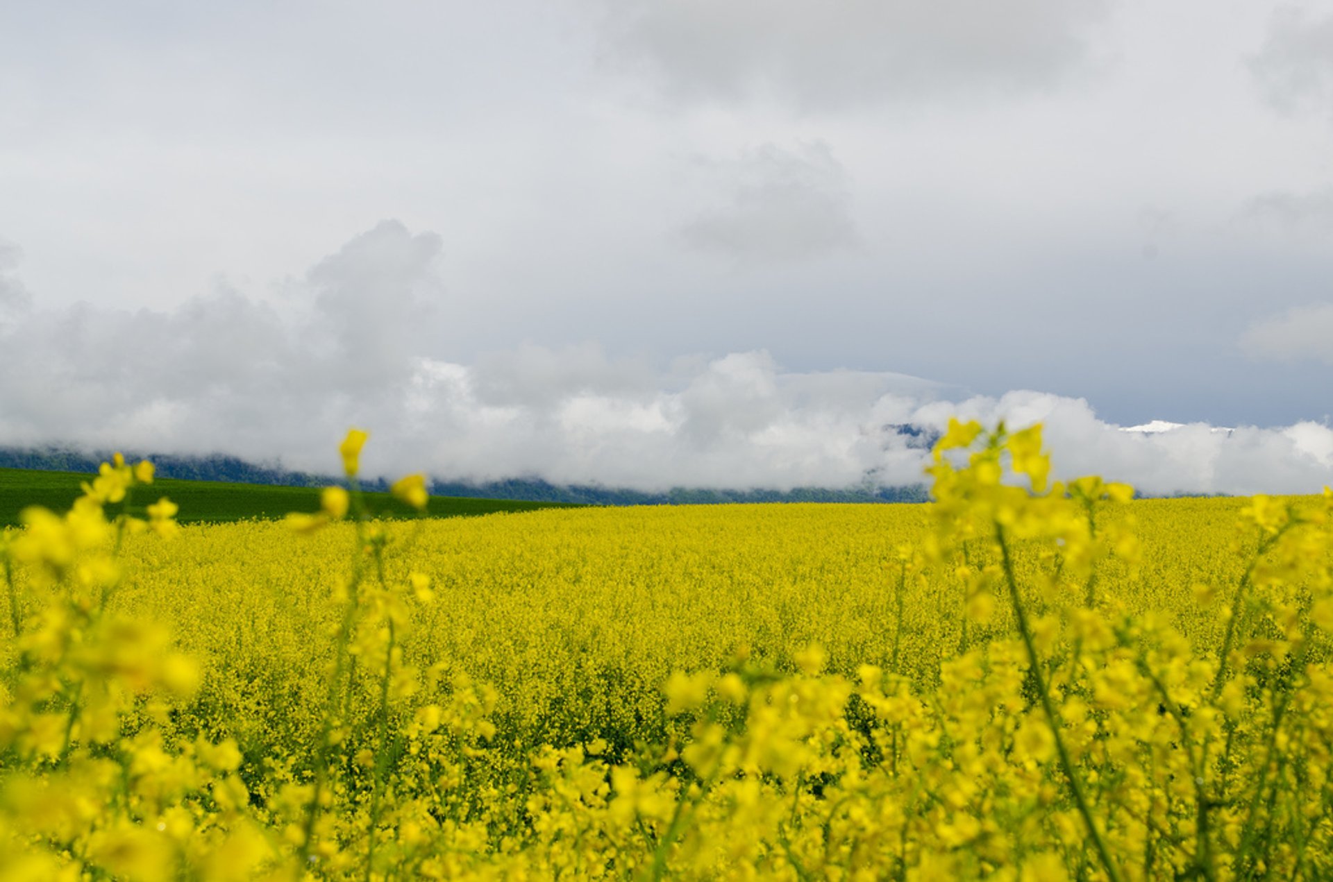 Mustard Fields in Bloom