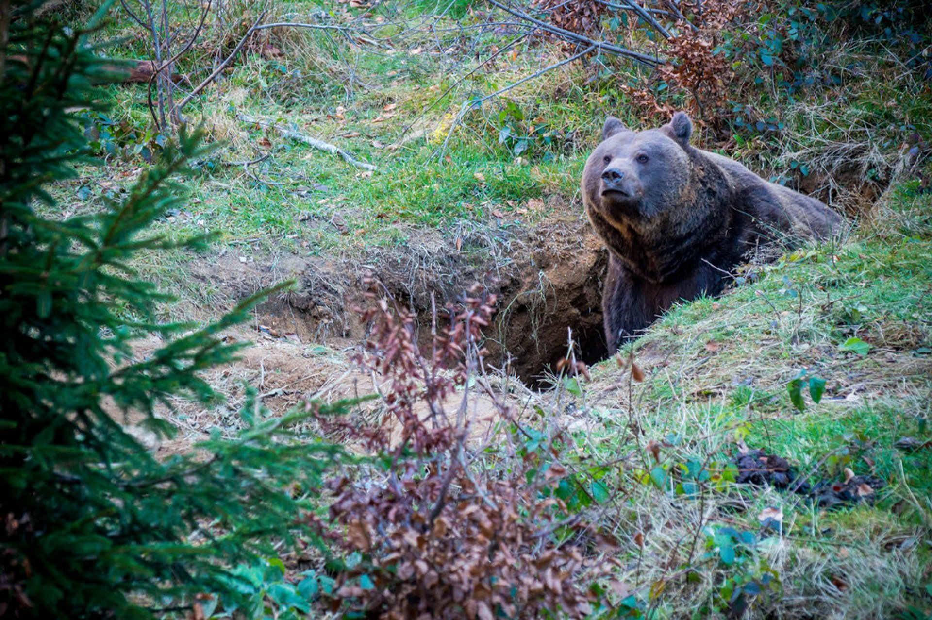 Spotting Wildlife at the National Park Bavarian Forest