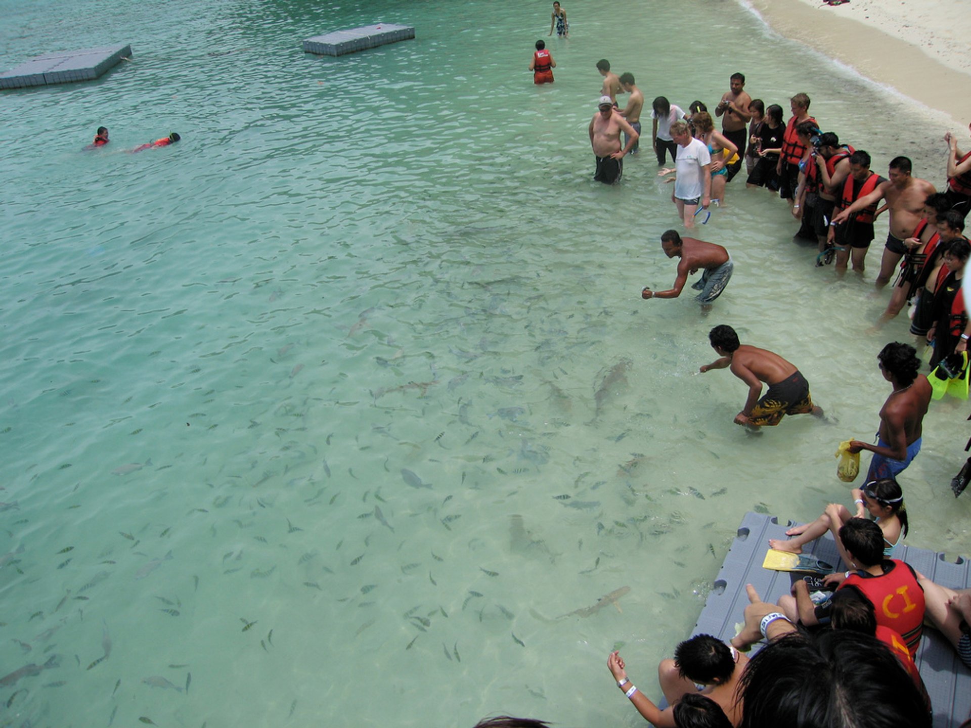 Alimentando a los tiburones bebés