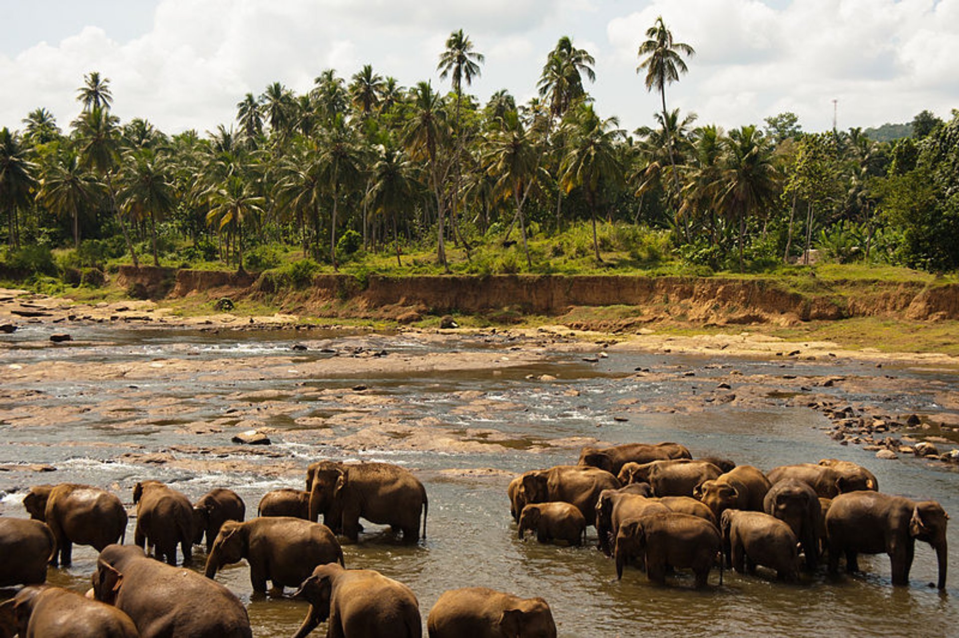 Safari d'éléphants dans le Parc national d'Uda Walawe