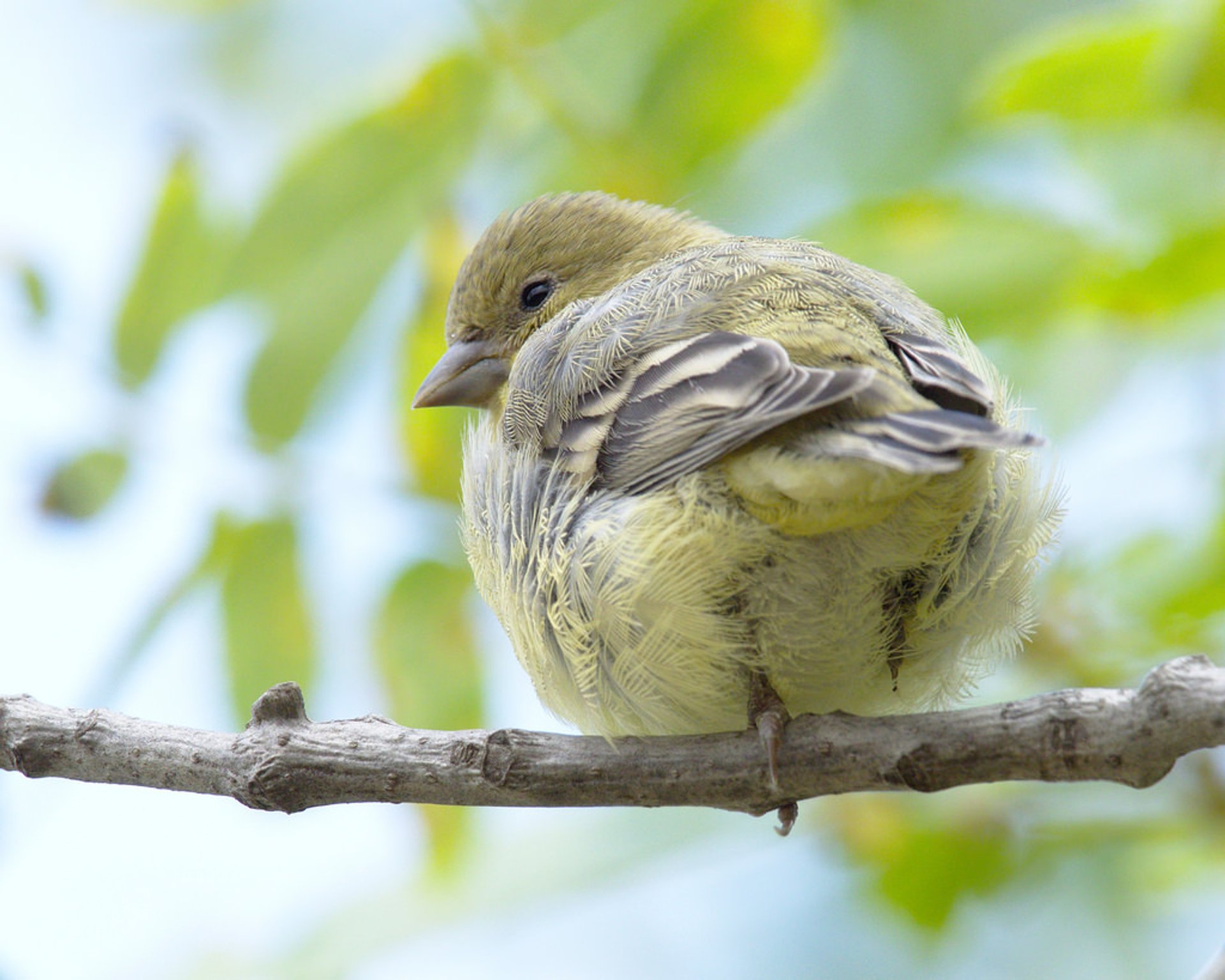 Observación de aves en Ernest E. Debs Park