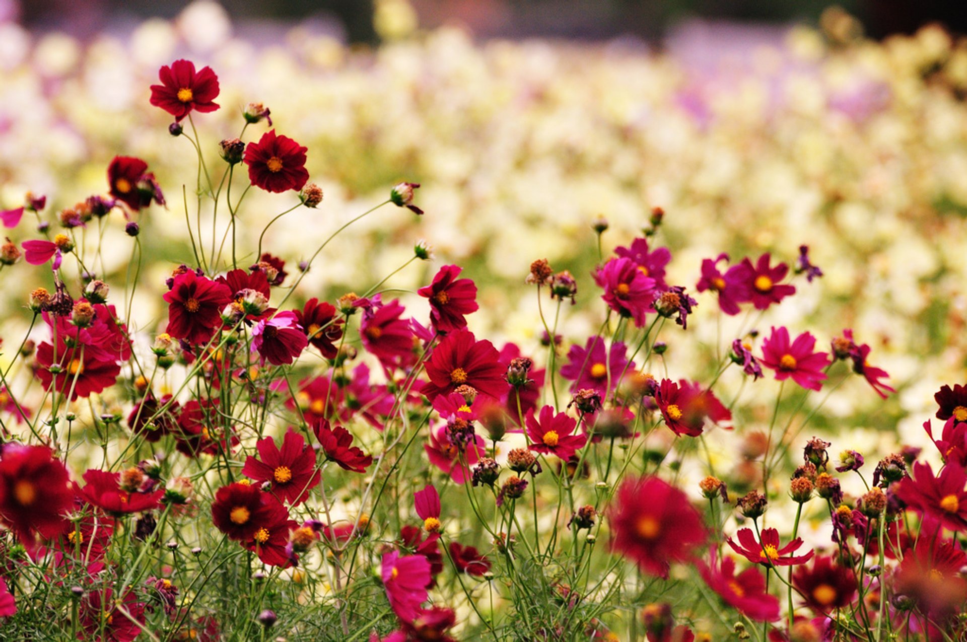 Flowering in Hitachi Seaside Park