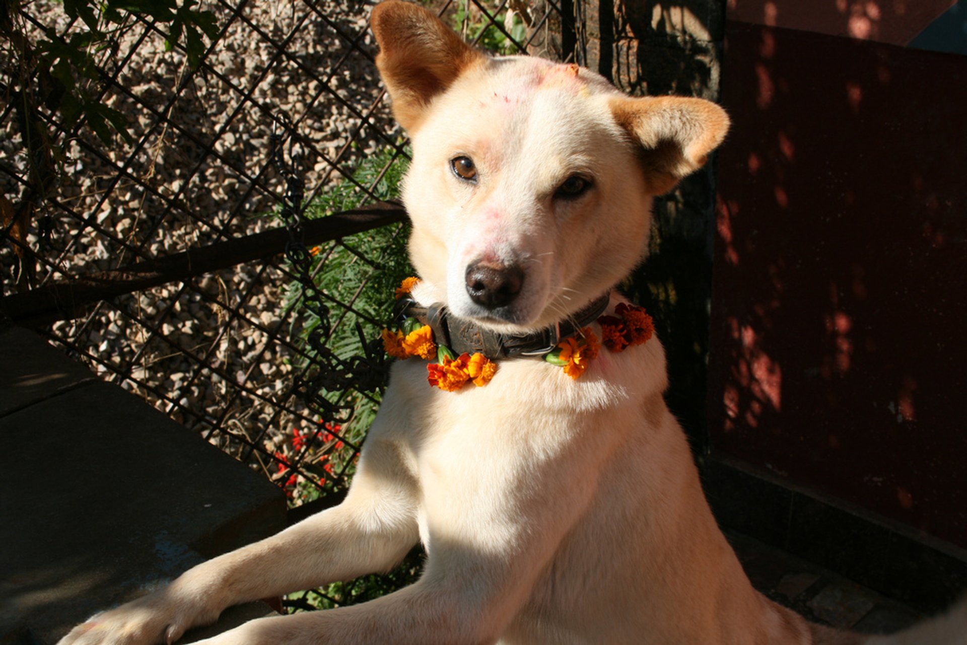 Kukur Tihar, Festival des Chiens du Népal