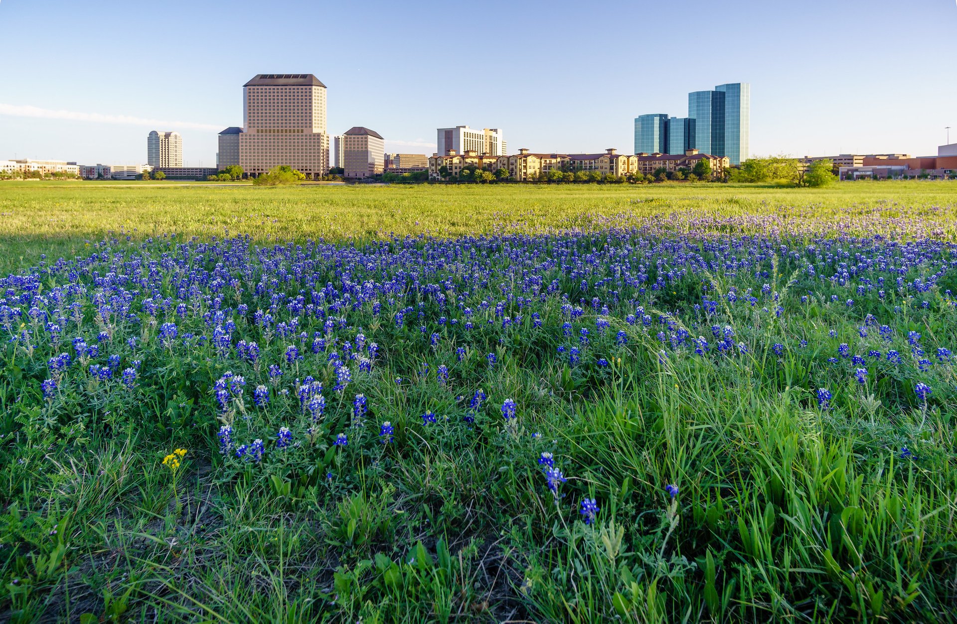 Texas Bluebonnet Blütezeit