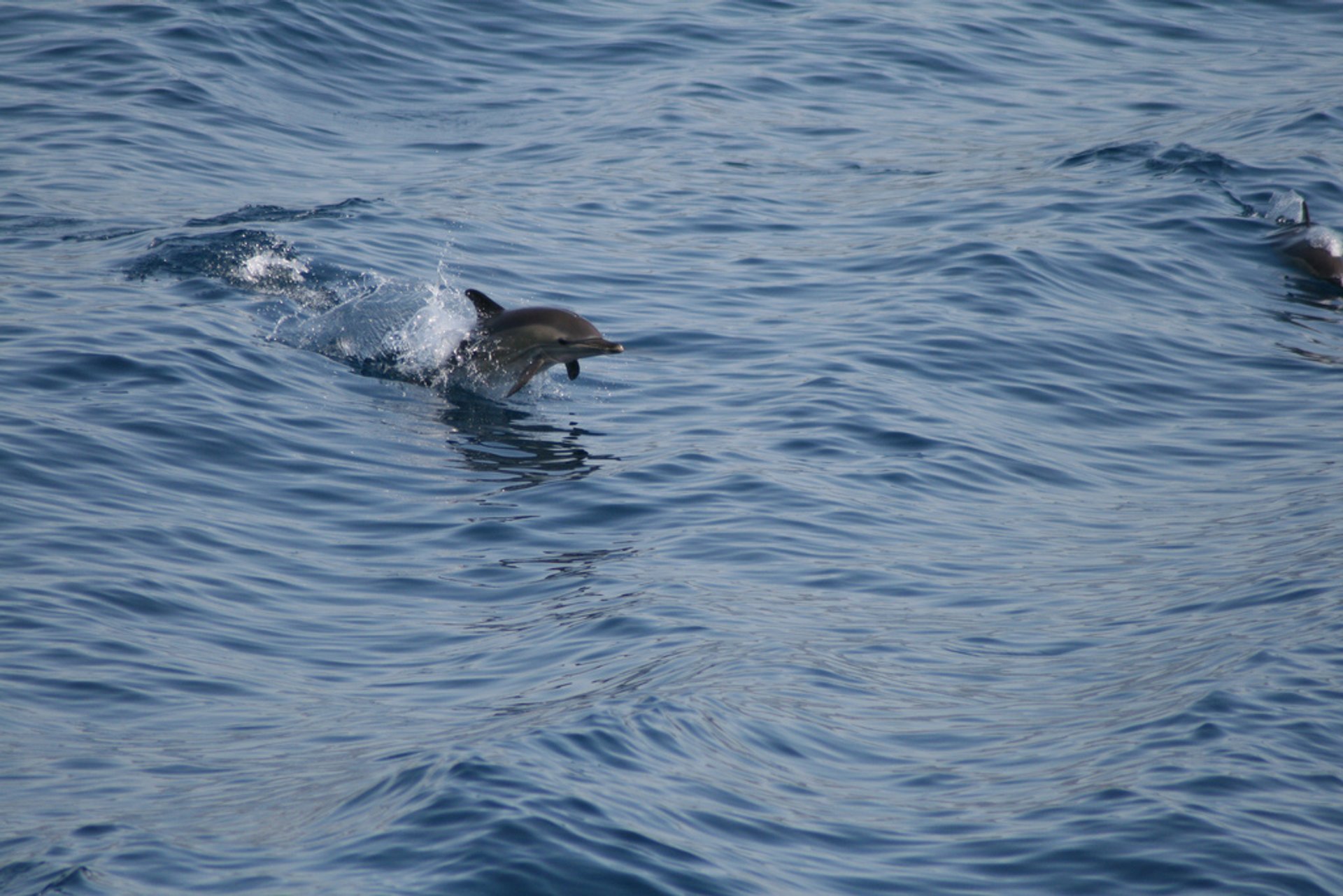 Delfine und Robben der Sporaden