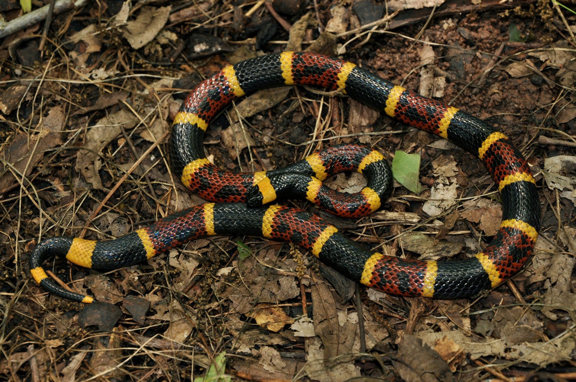 Saison du serpent