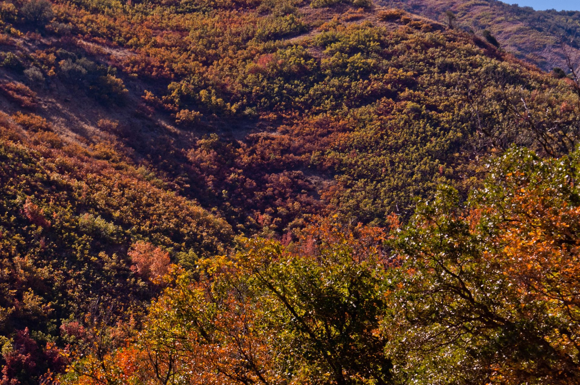 Salt Lake City Fall Colors