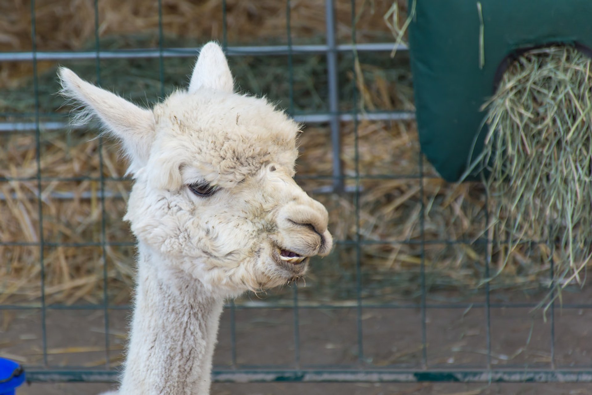 Evergreen State Fair