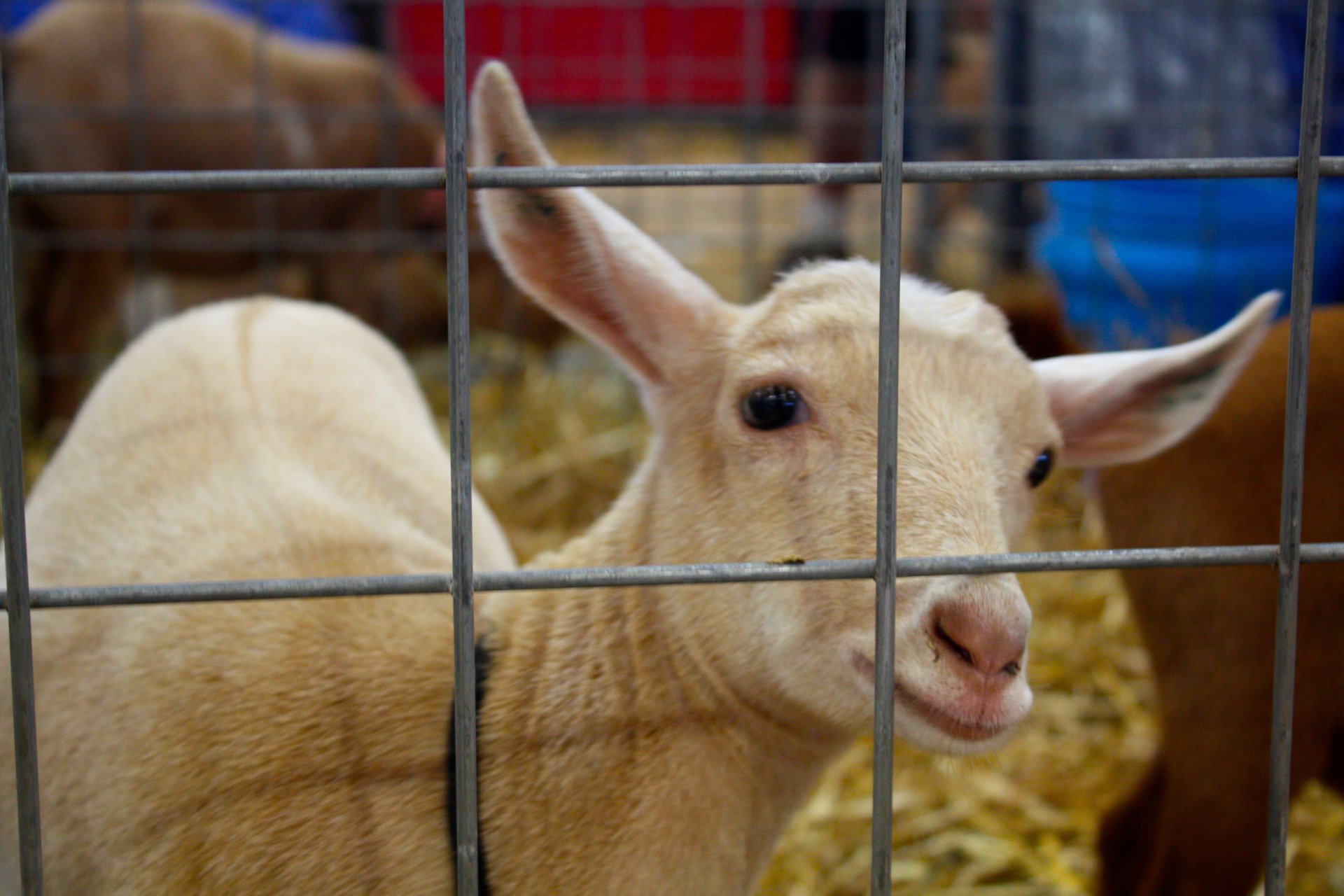 NC Mountain State Fair 