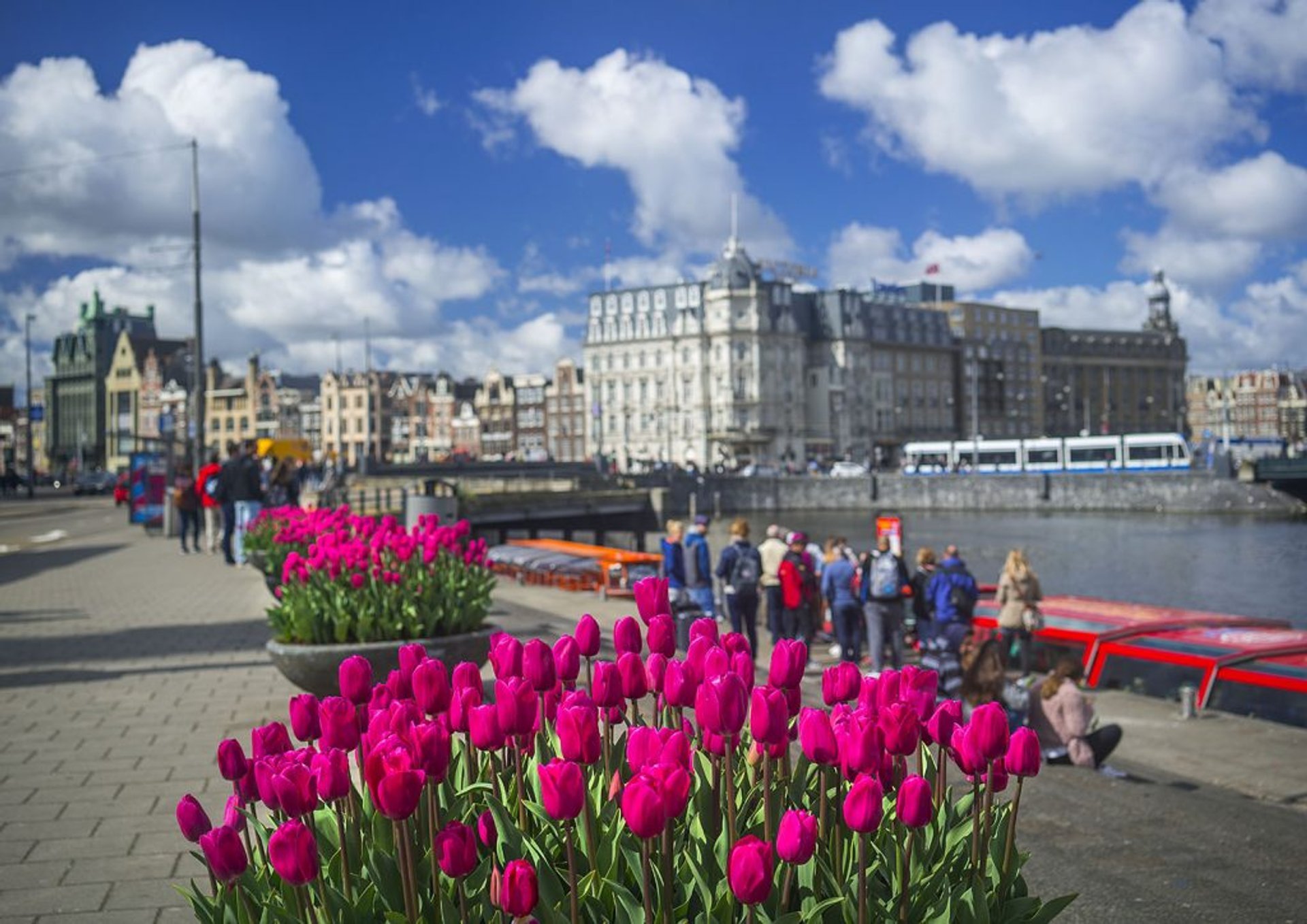 Tulp Festival (Amsterdam Tulipani Festival)