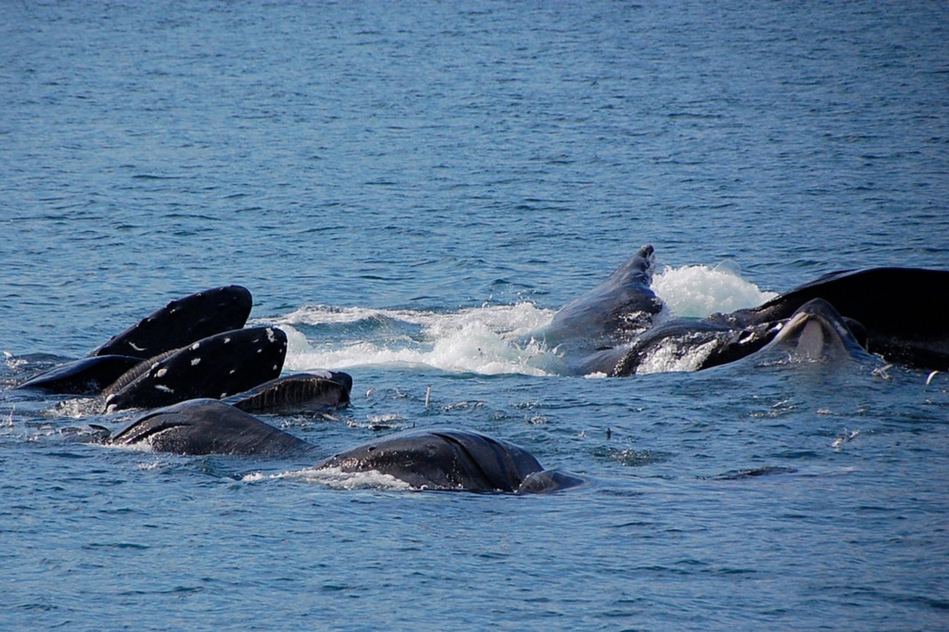 Baleines à bosse