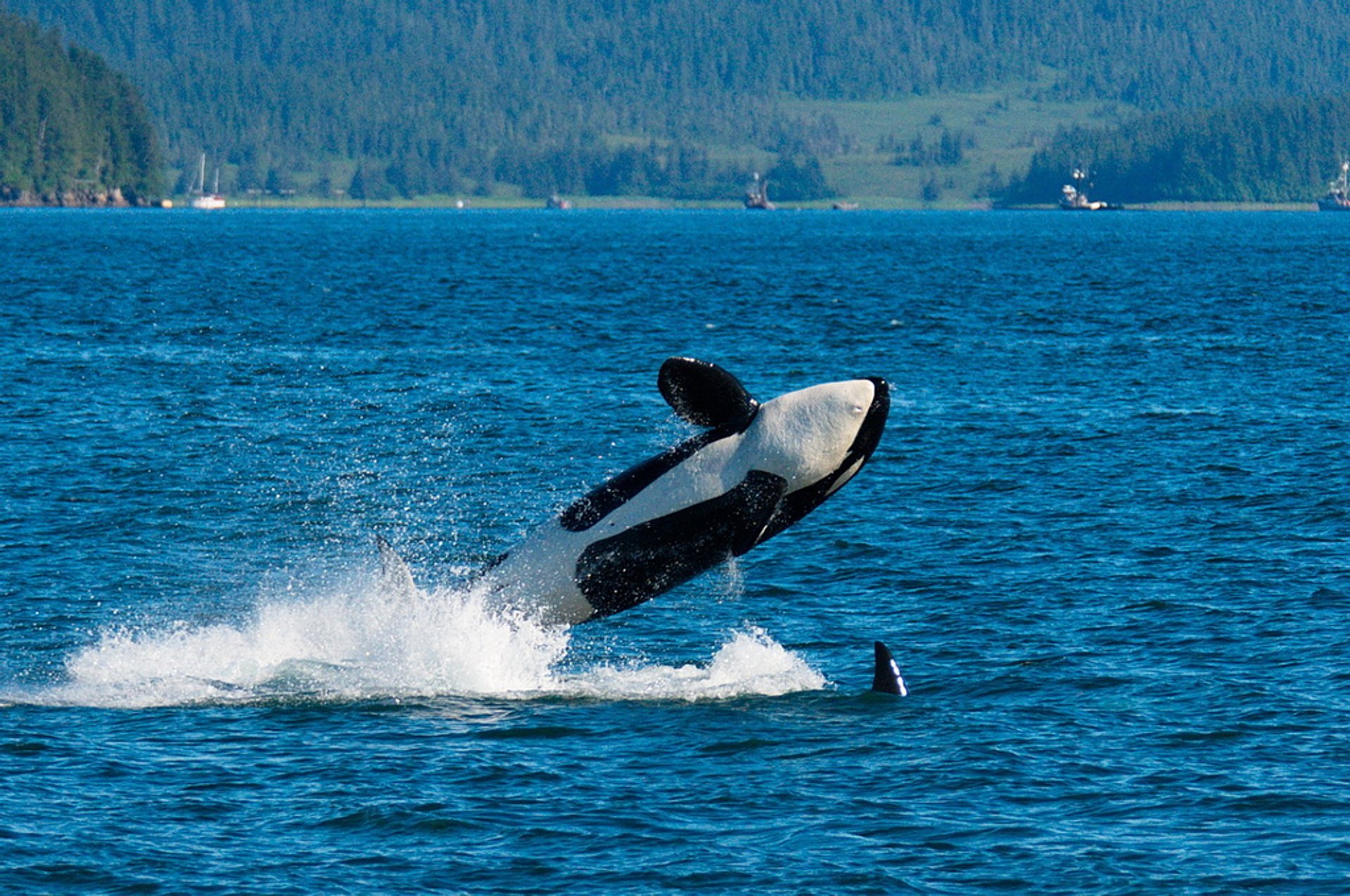 Whale Watching in Alaska