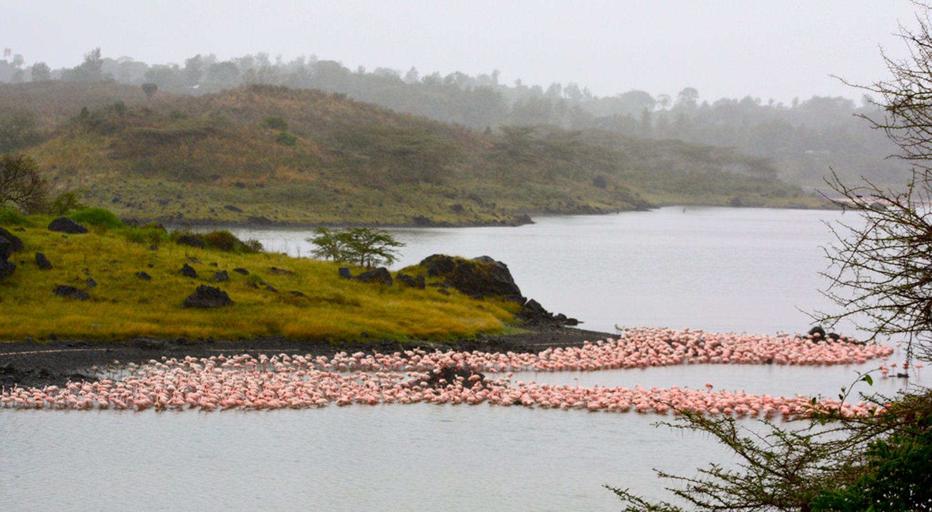 Flamants roses