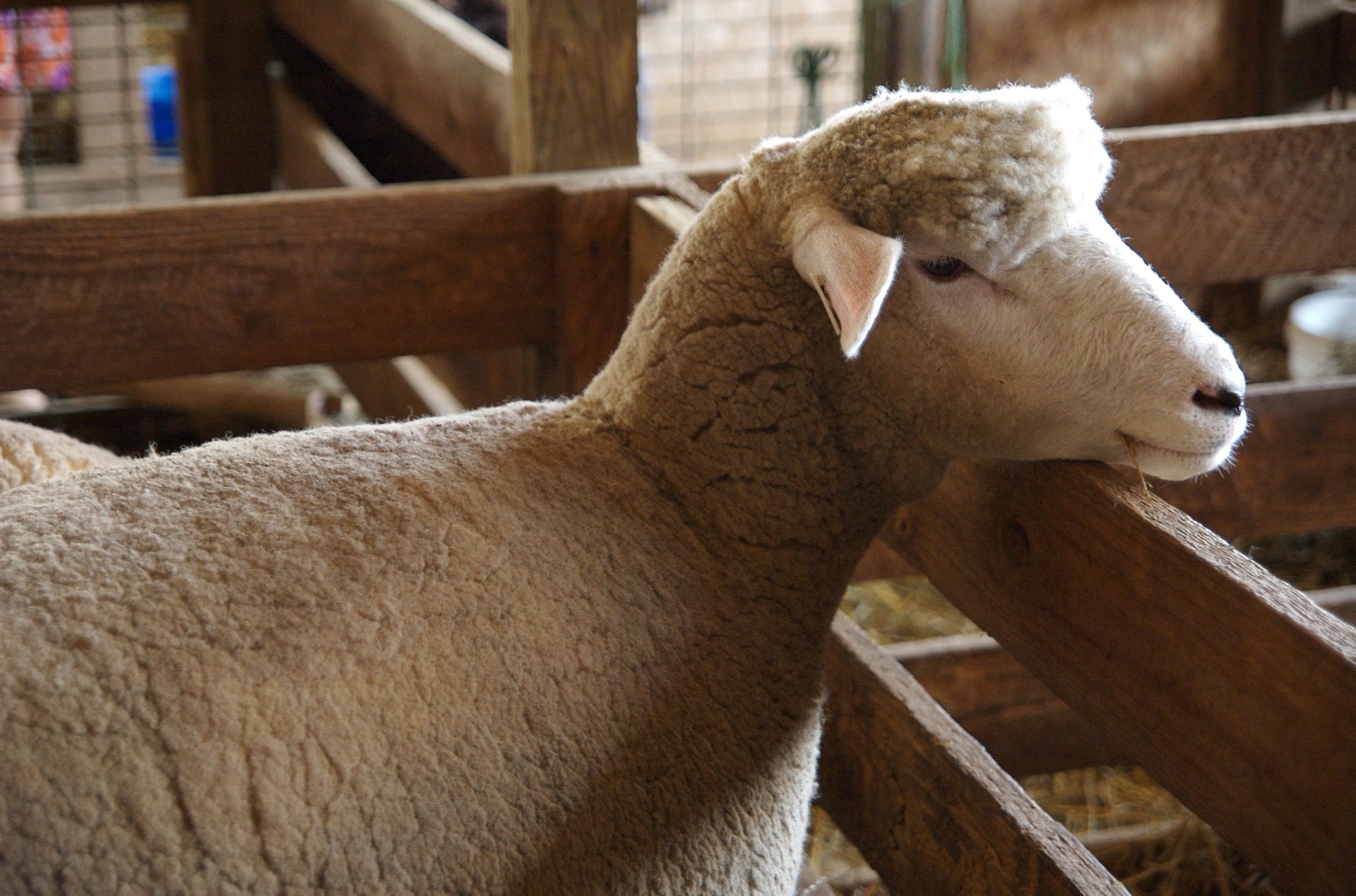 Maryland Sheep & Wool Festival