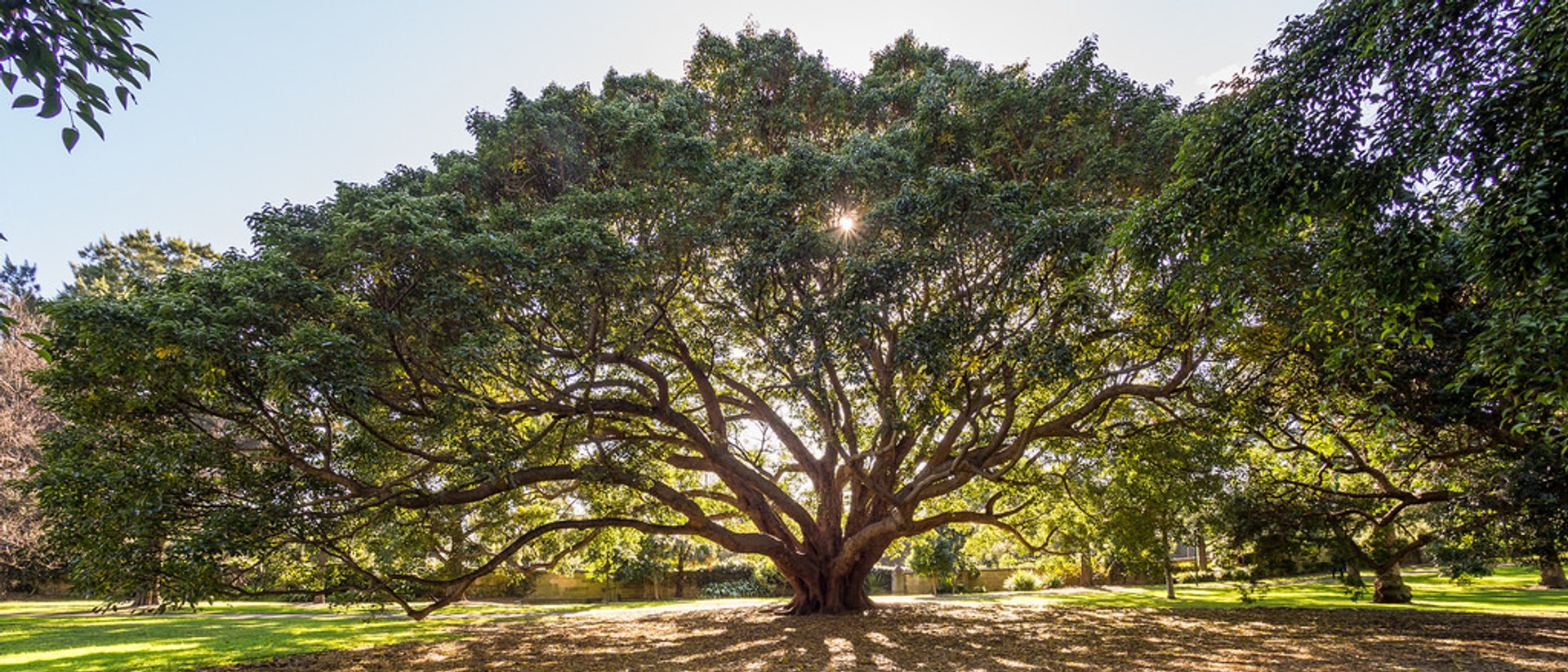 Royal Botanic Garden