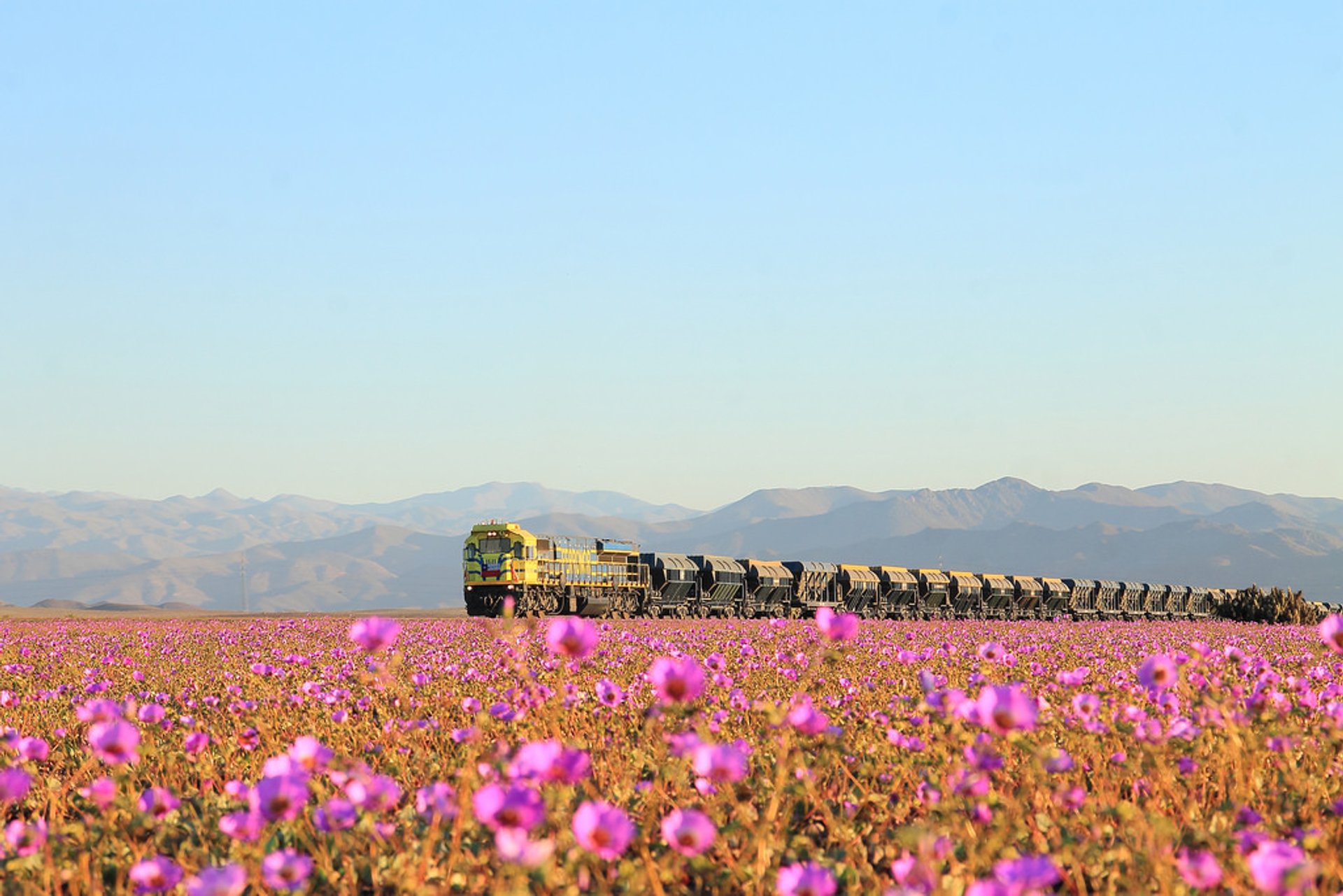 Flores no deserto de Atacama