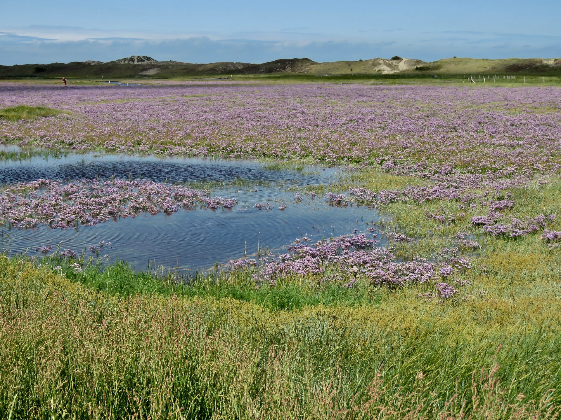 Sea Lavender (Lamsoor) in the Zwin