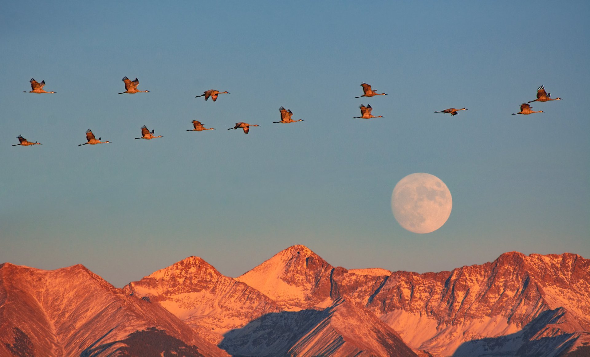 Sandhill Crane Migration 