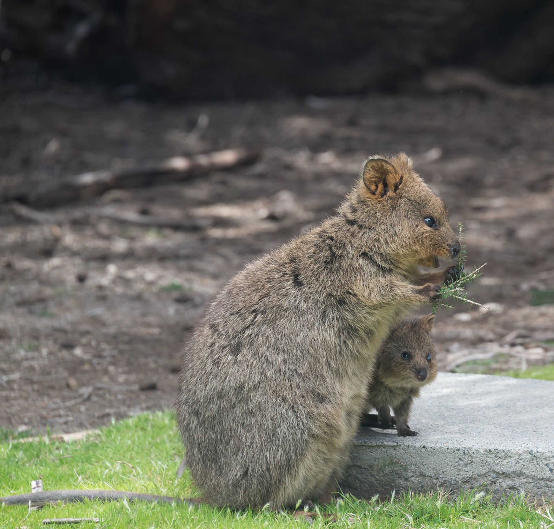 Quokka, l'animale più felice del mondo