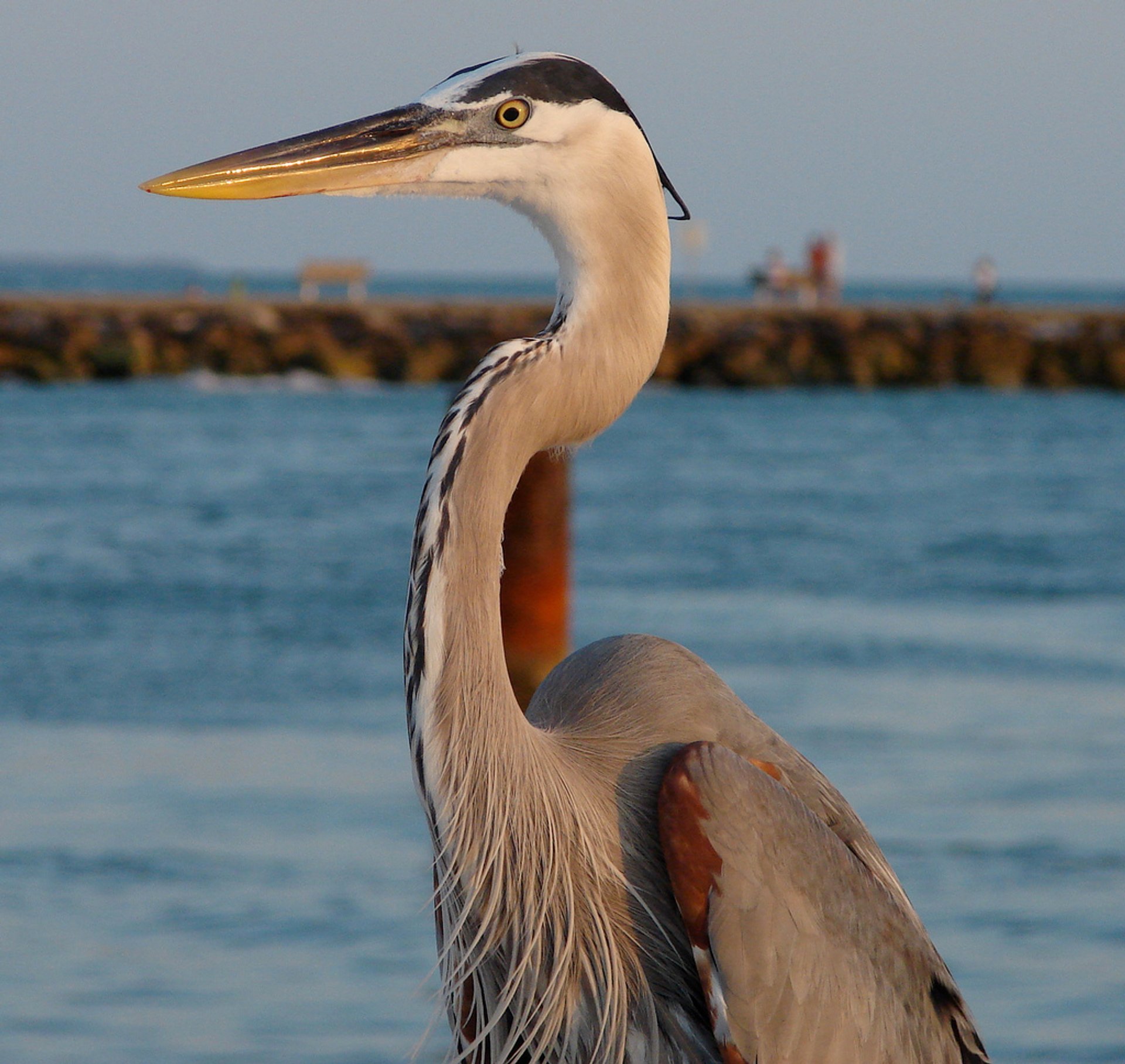 Vogelbeobachtung