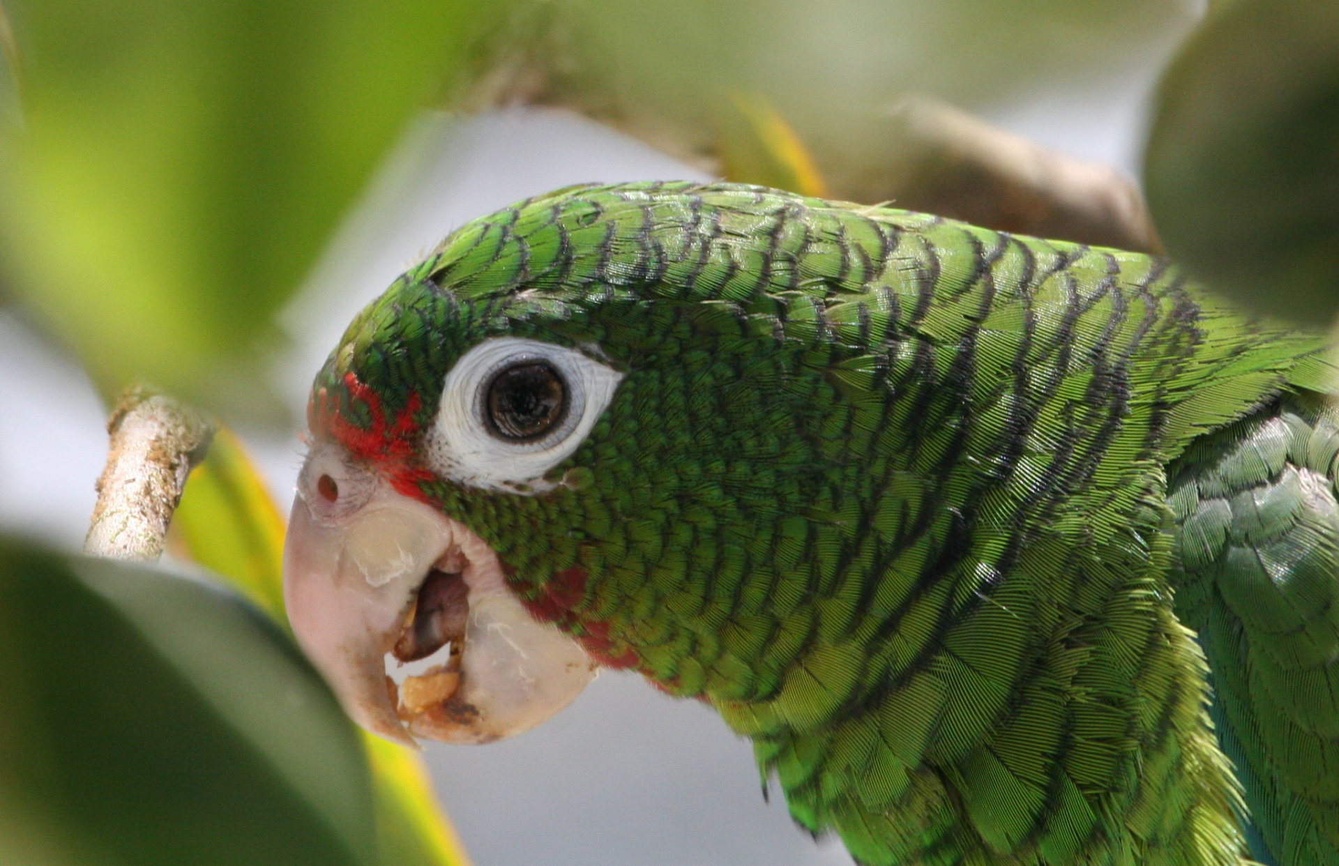 Vogelbeobachtung