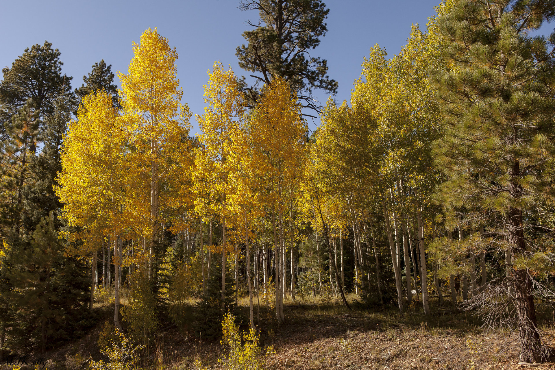 Herbst Belaubung