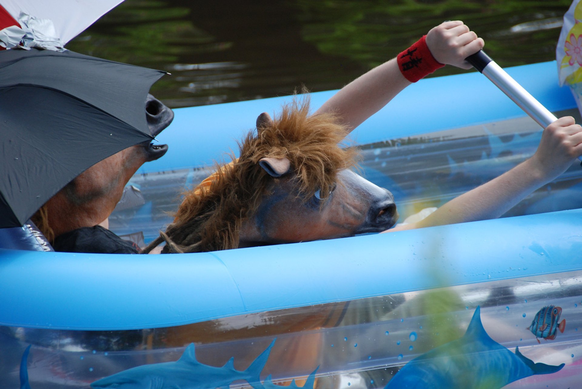 Kaljakellunta oder Bier schwimmend