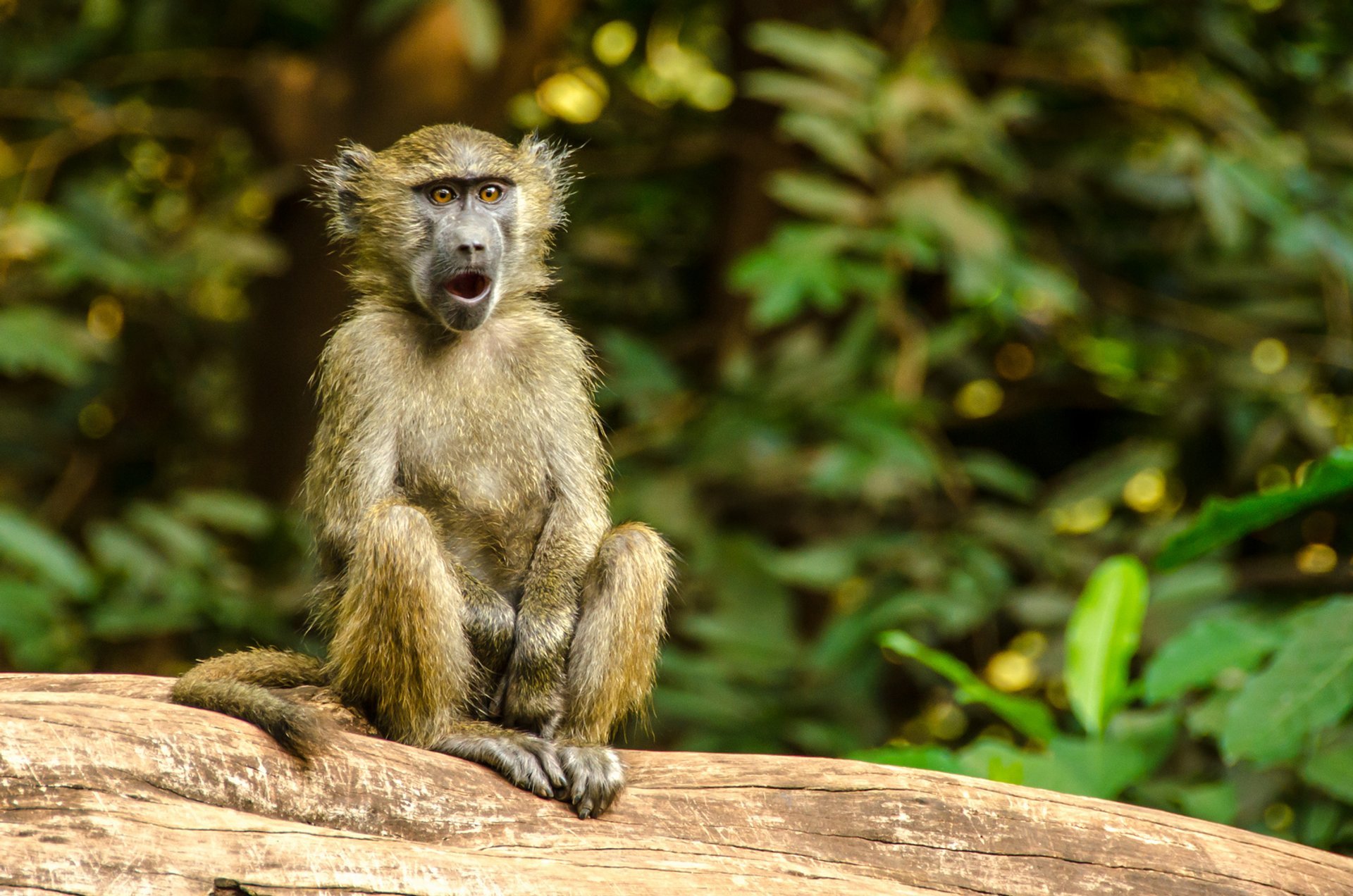 Soldats de Baboon