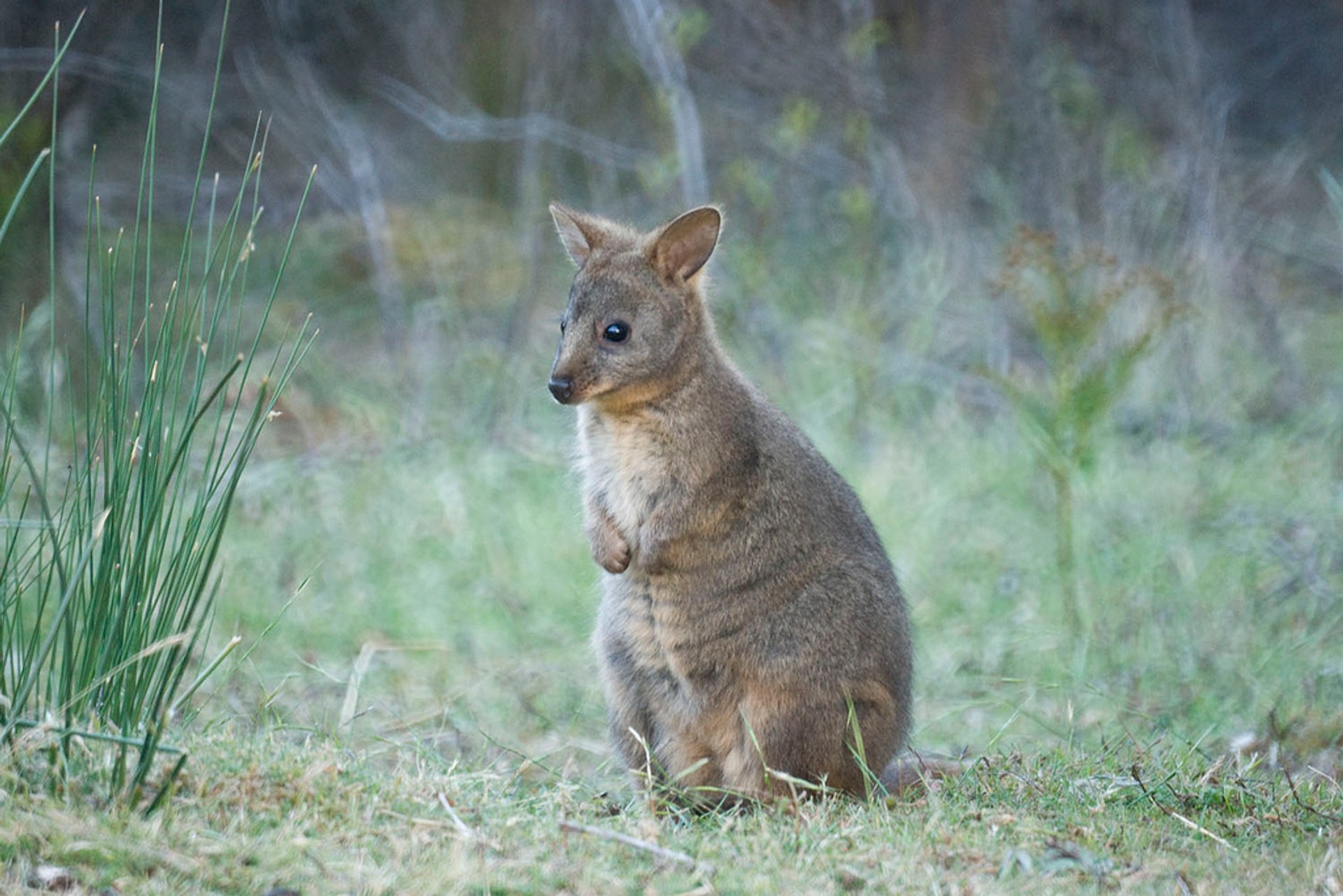 Pademelon