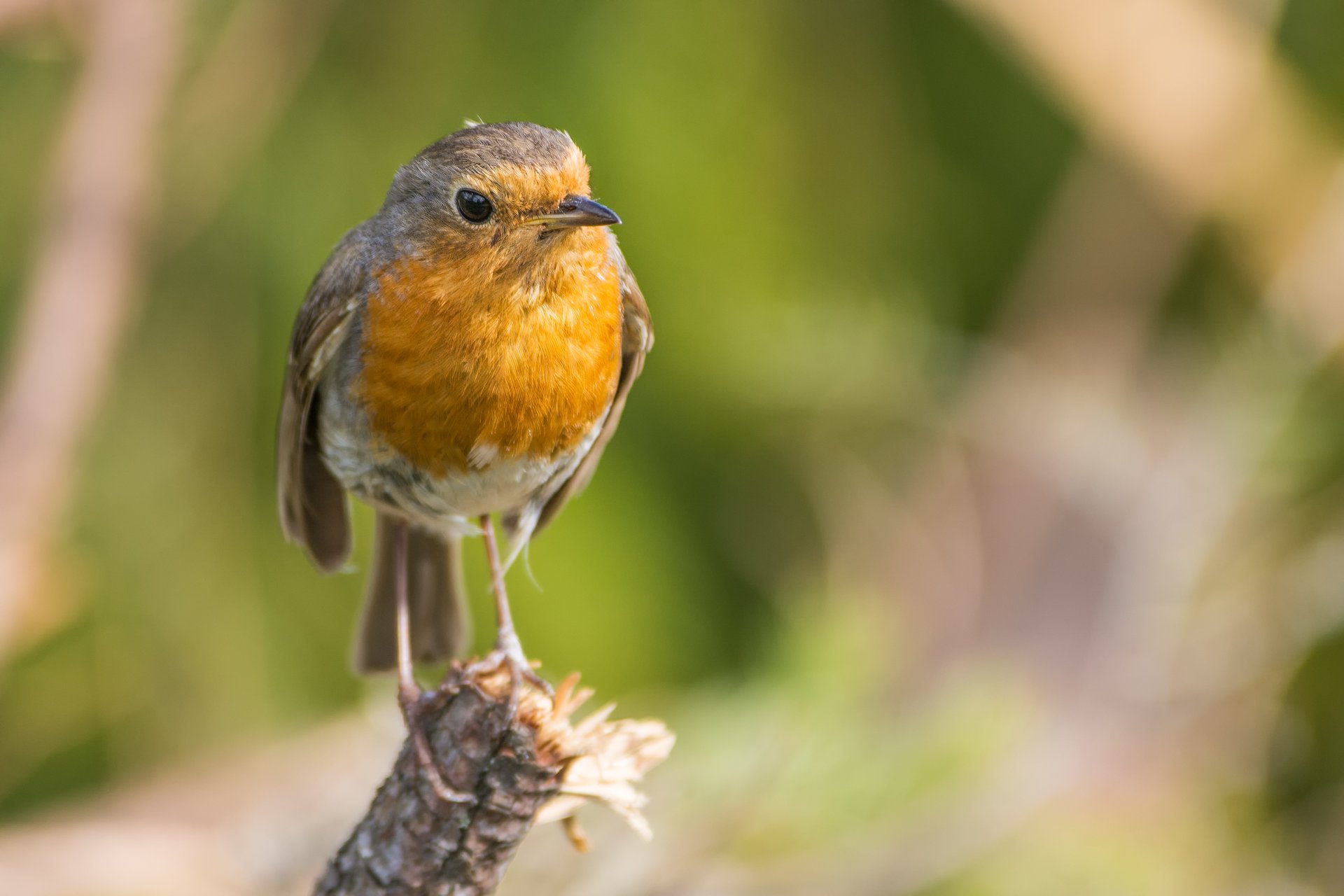 Vogelbeobachtung