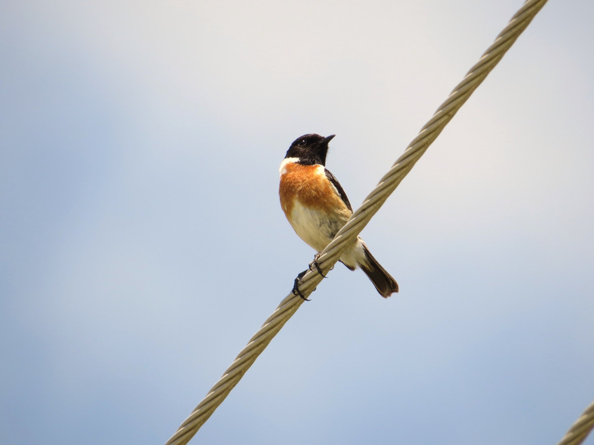 Saison de l'observation des oiseaux