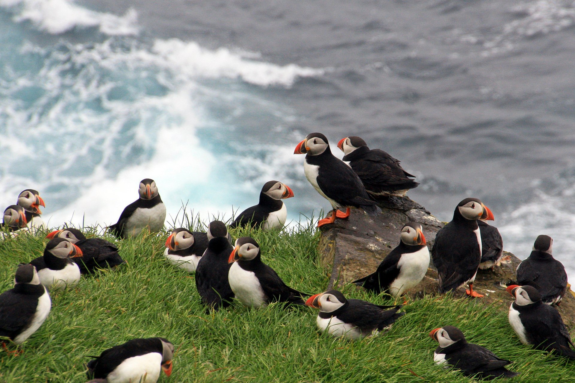 Pájaros migrantes